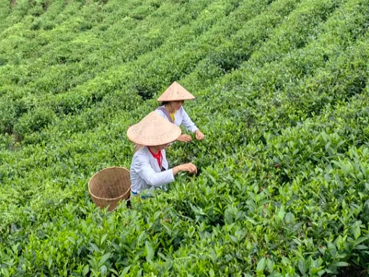 Tea leaves being selected in a Chinese tea-growing region