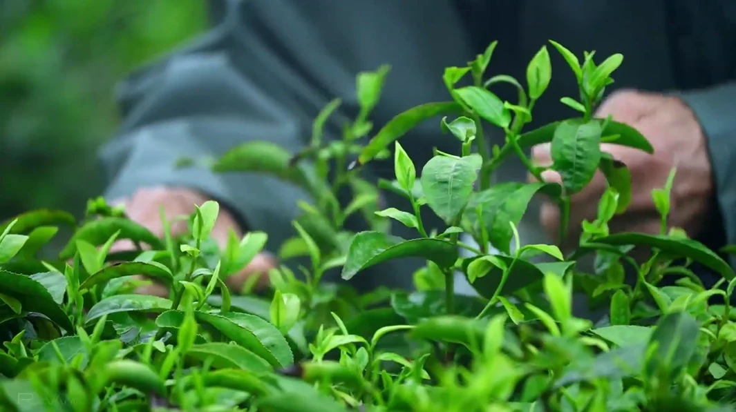 Fresh tea leaves being selected by hand