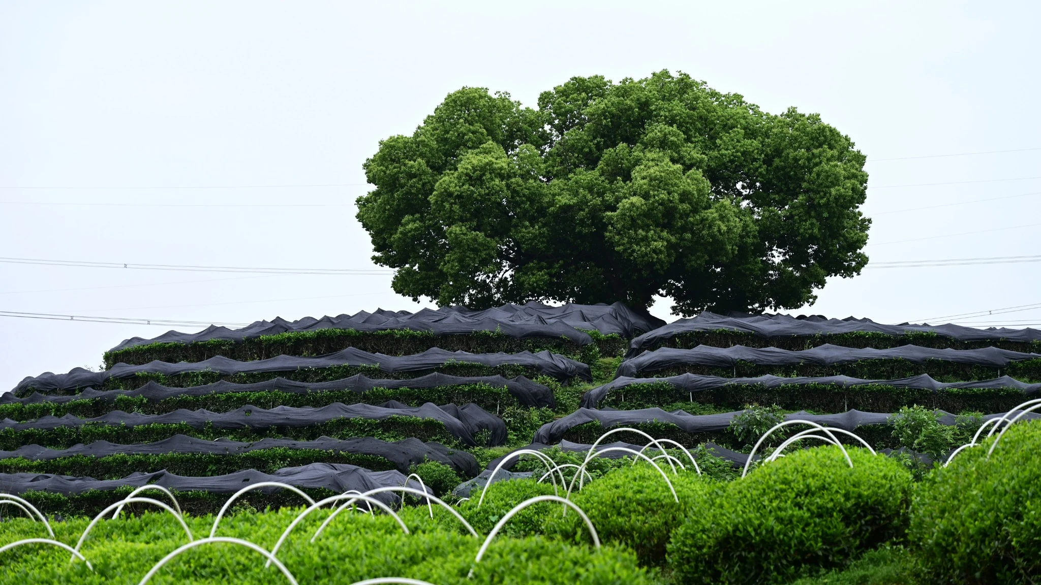 Tea-growing region with shaded tea fields