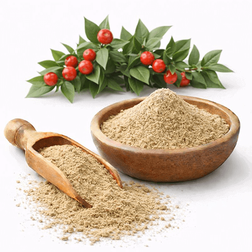 Butcher’s Broom Extract 1 Butcher’s Broom Extract