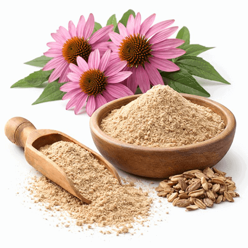 Echinacea Purpurea Extract 1 Echinacea Purpurea Extract
