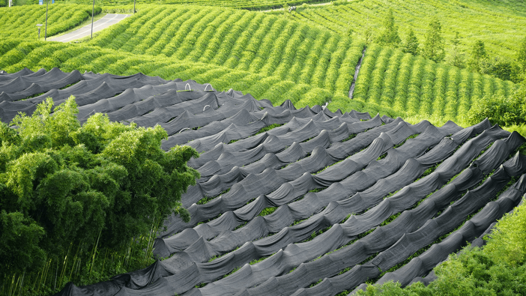 Tea sourcing and cultivation in a Chinese tea-growing region
