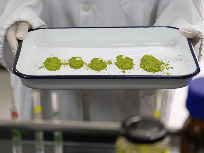 Commercial matcha production and repeat supply planning