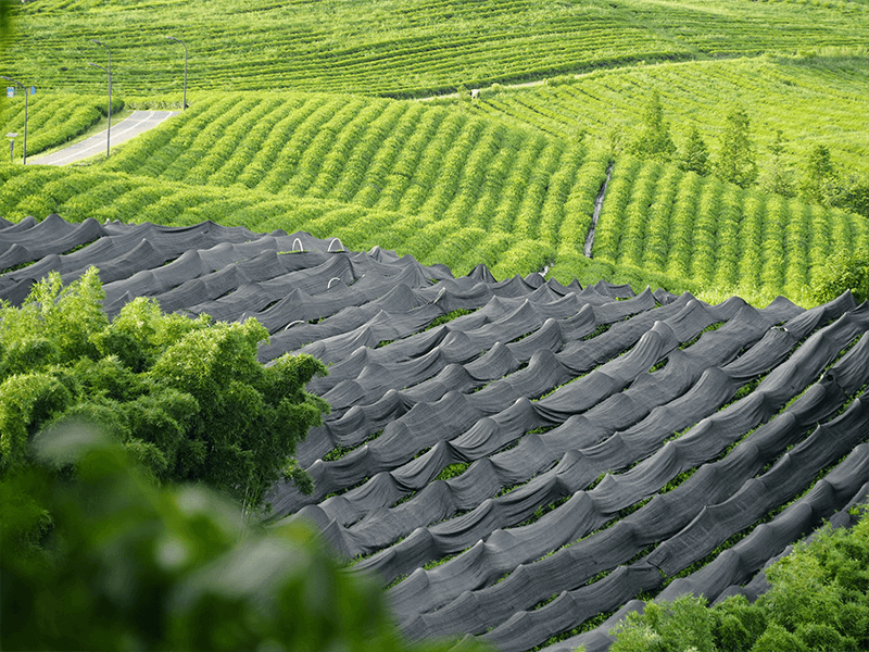 Tea-growing landscape at sunset representing long-term stewardship