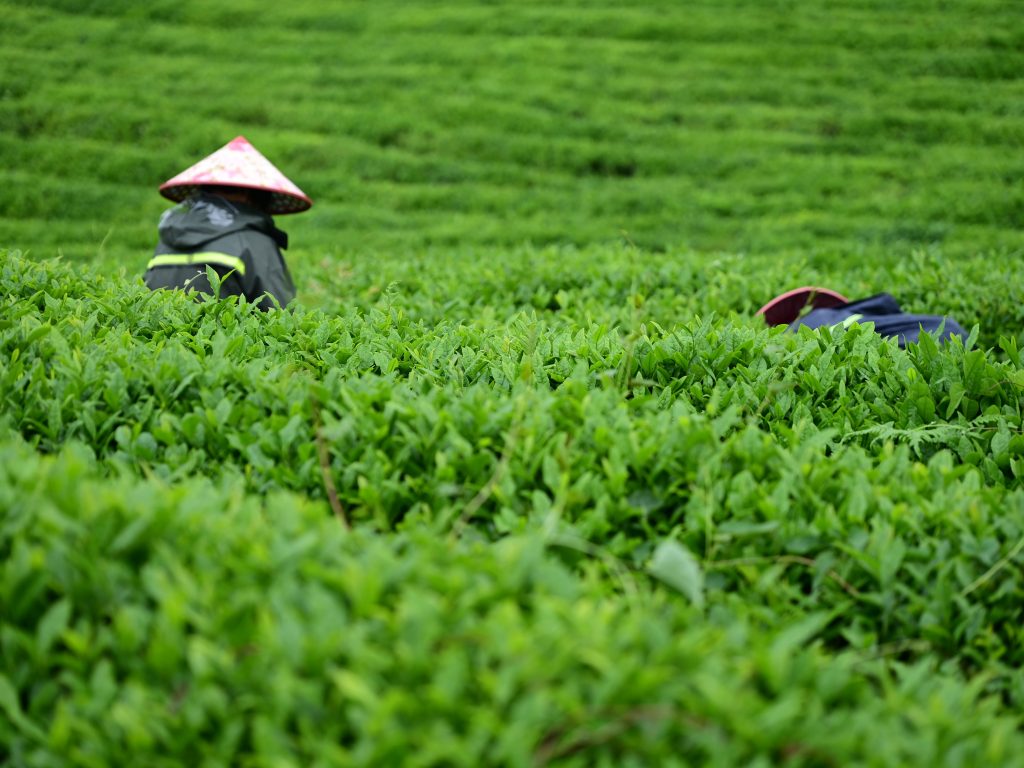 Harvest & Sourcing