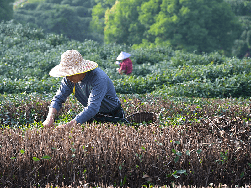 Tea sourcing in a Chinese tea-growing region