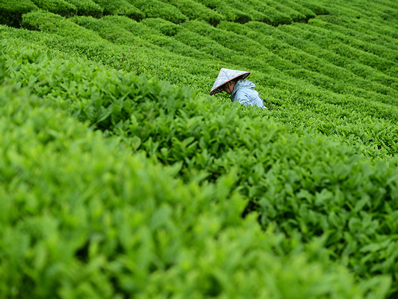 Tea growers harvesting fresh leaves in a Chinese tea-growing region