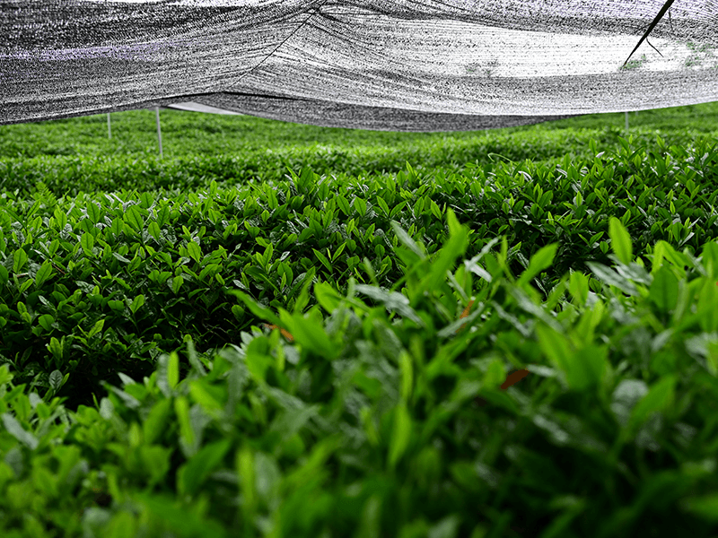 Tea sourcing and cultivation