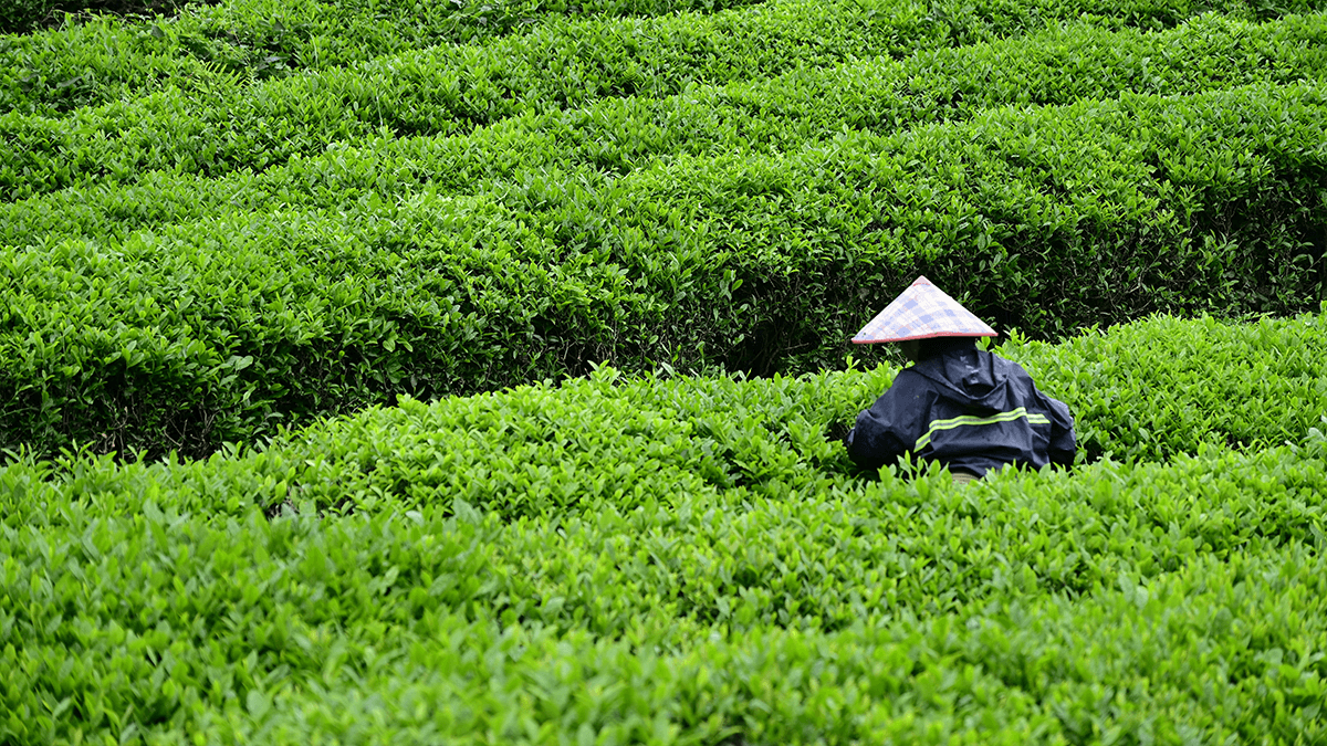 Tea harvesting in a Chinese tea-growing region