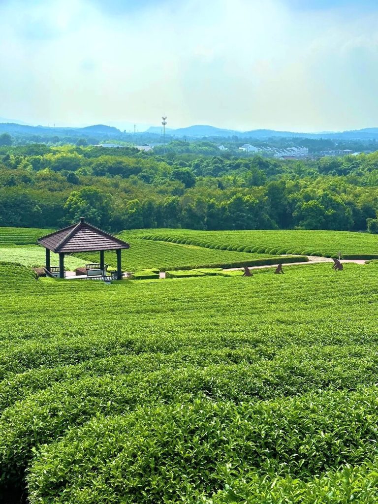 TangMist matcha products and B2B supply