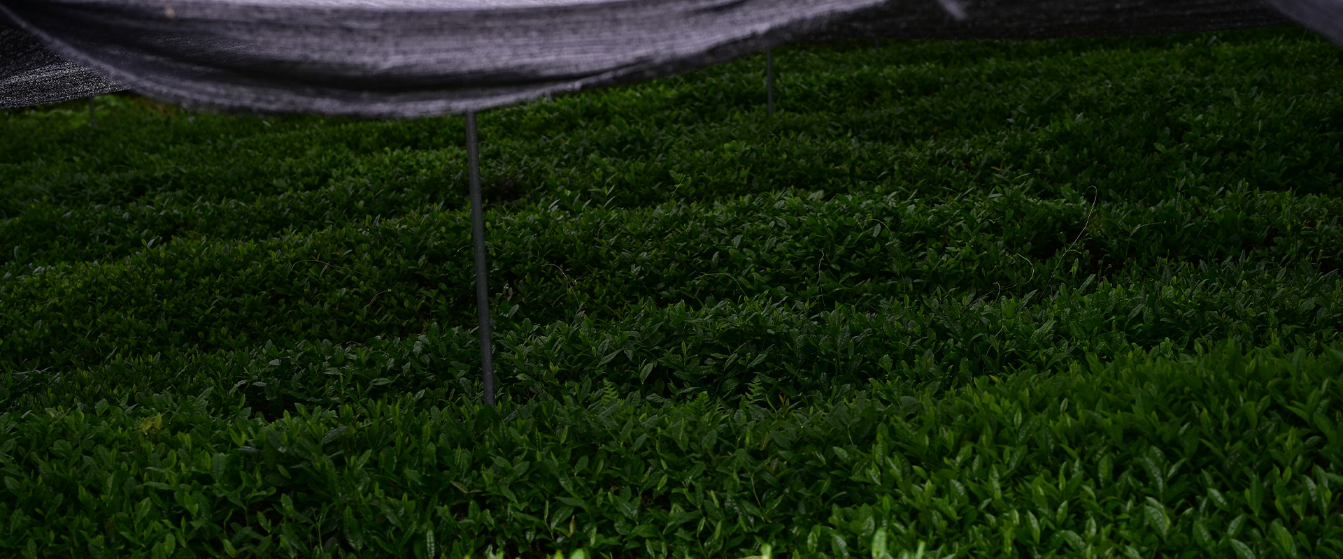 TangMist matcha tea garden